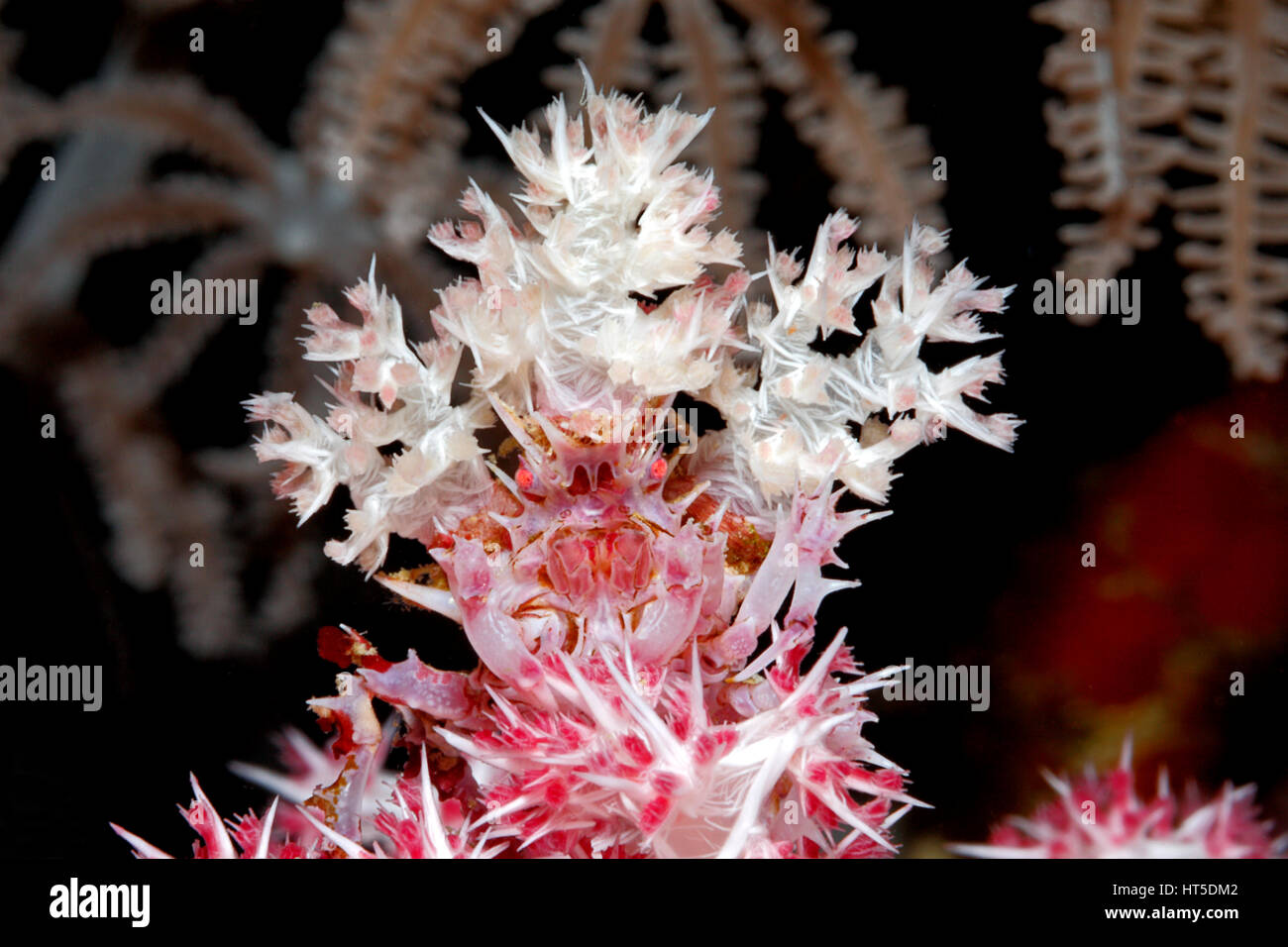 Los corales blandos o caramelo Cangrejo Cangrejo, Hoplophrys oatesii. Llevaba una decoración de los pólipos de coral blando en la parte superior de la cabeza como camuflaje. Foto de stock