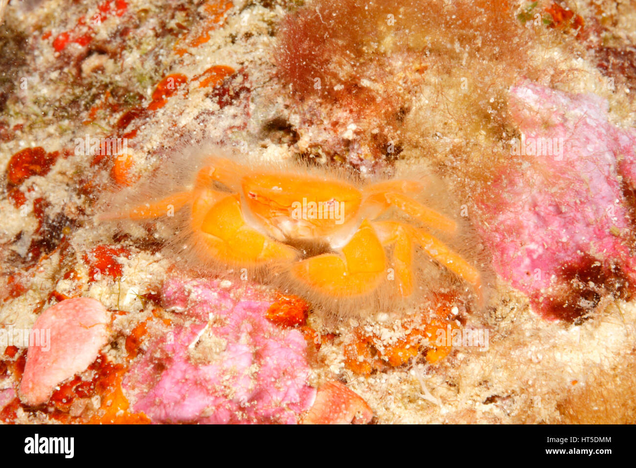 Cangrejo peludo, alrededor de 10mm de ancho de caparazón, probablemente Pilumnus sp. Foto de stock