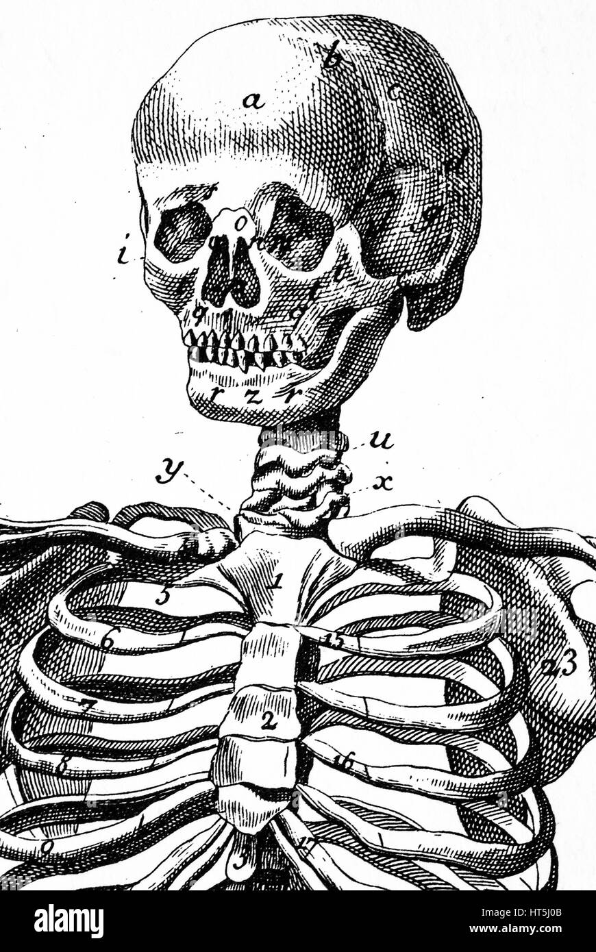 Cráneo humano, ilustración vintage Foto de stock