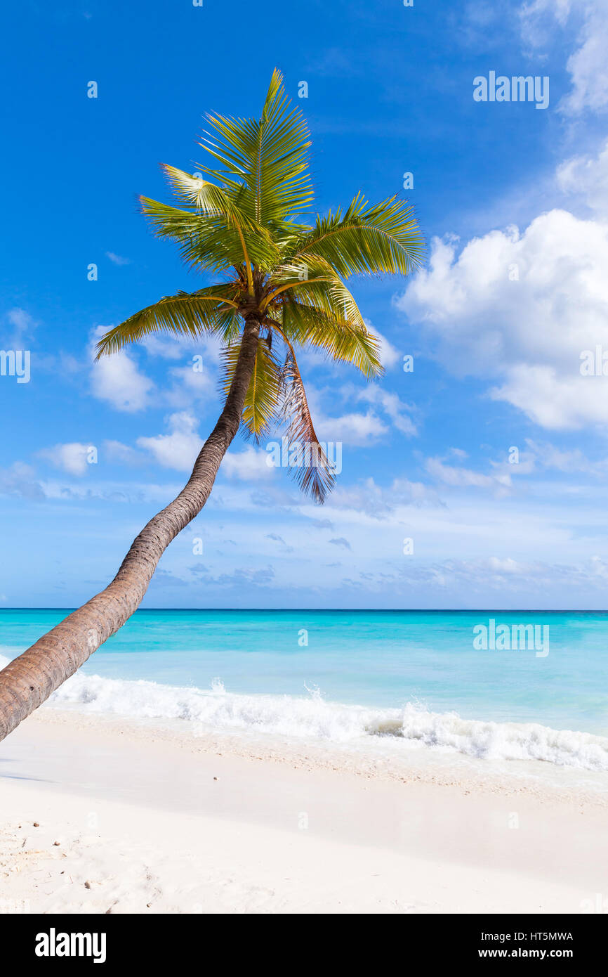 El cocotero crece sobre la playa de arena blanca. Costa del Mar Caribe, la República Dominicana, Isla Saona Foto de stock