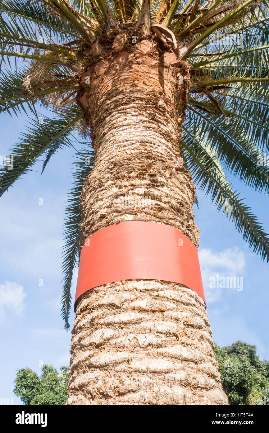 Banda metálica alrededor del tronco de palmera para impedir la escalada de  ratas y que anidan en el árbol. Las Palmas de Gran Canaria, Islas Canarias  Fotografía de stock - Alamy