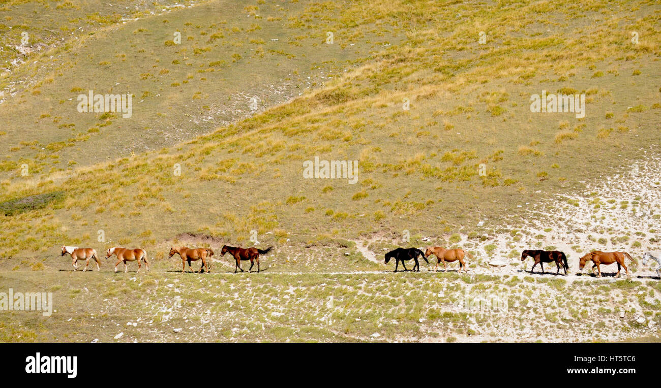 Fila de caballos en un trazado dentro de un parque en el centro de Italia Apeninos Foto de stock