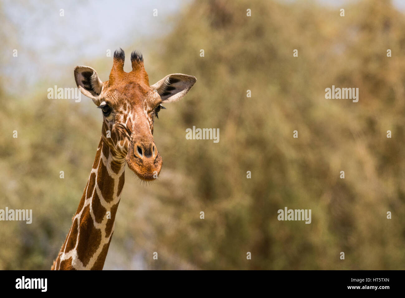 Retrato de una jirafa reticulada (Giraffa camelopardalis reticulata), Samburu, Kenia Foto de stock