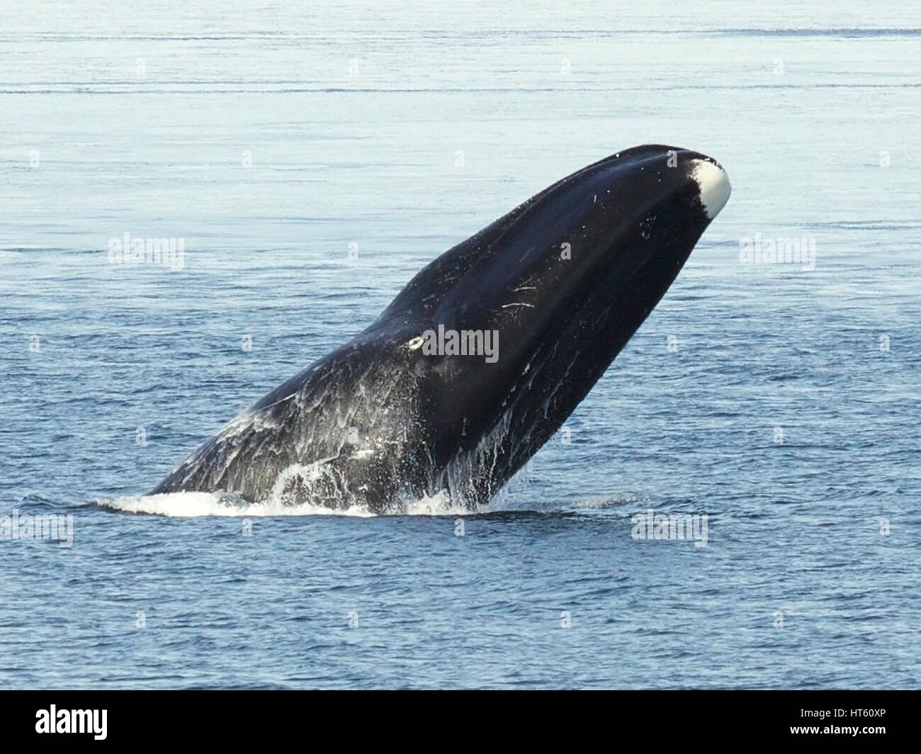 Arco de ballena fotografías e imágenes de alta resolución - Alamy