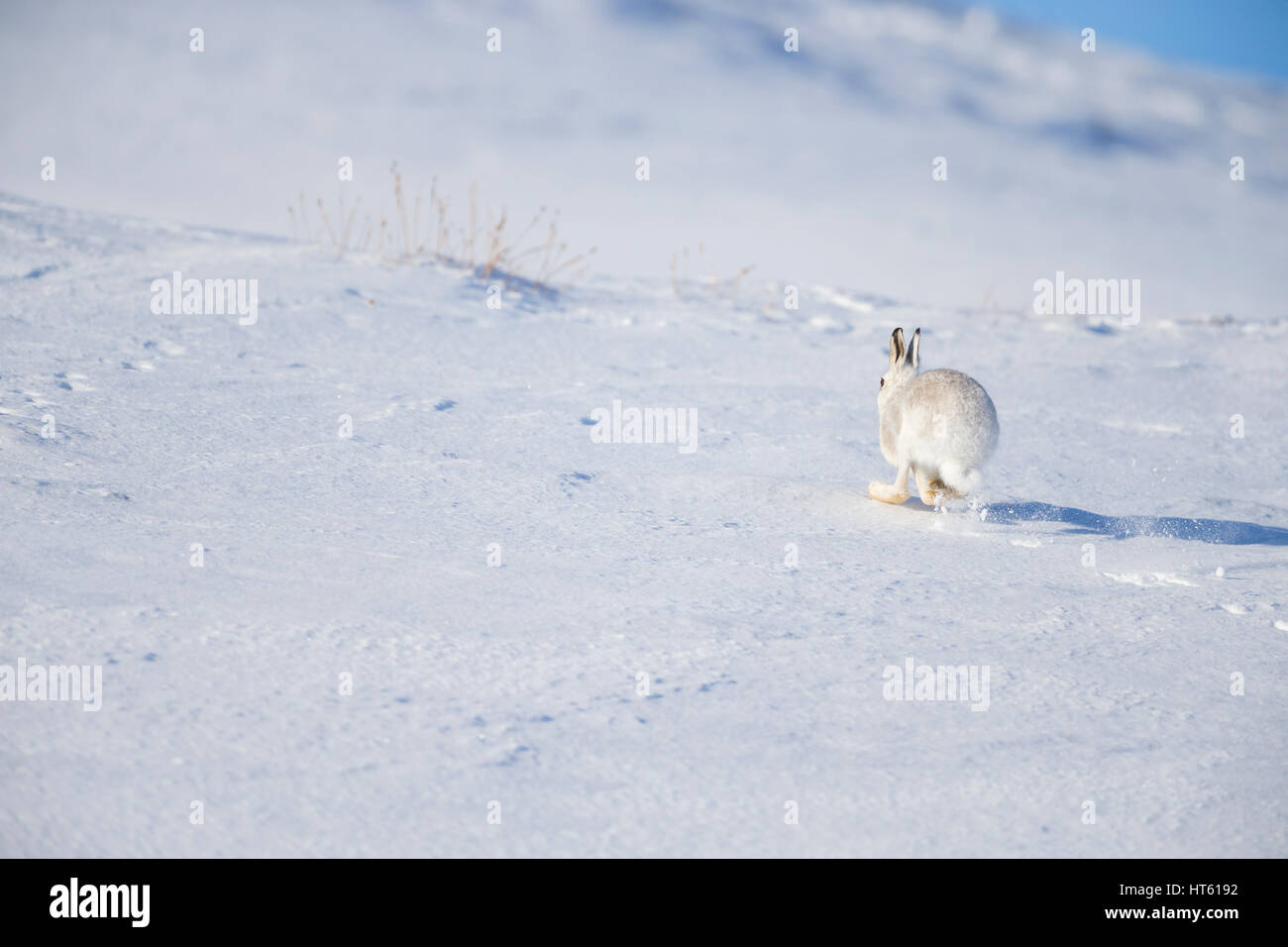 Mountain liebre Lepus timidus, adulto, corriendo a través de montañas cubiertas de nieve, Valle de Findhorn, en Escocia, en febrero. Foto de stock