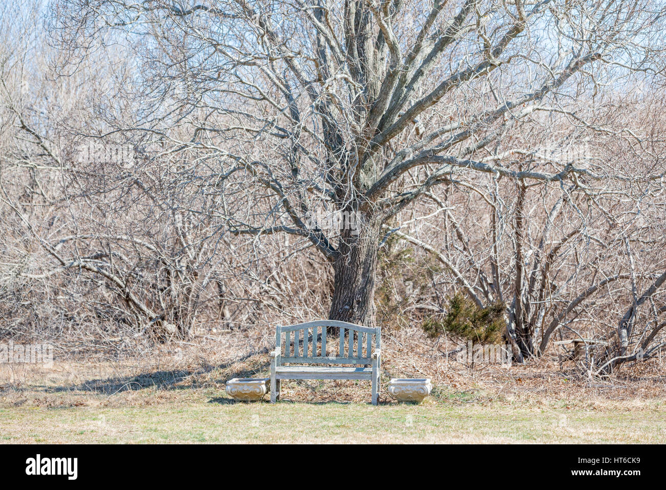 Banco solitario debajo de un gran árbol en el invierno Foto de stock