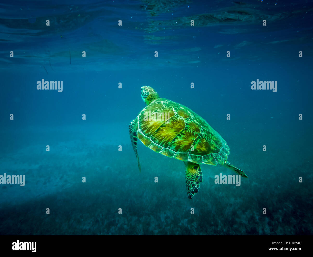 La tortuga de mar en el mar Caribe - Caye Caulker, Belice Foto de stock
