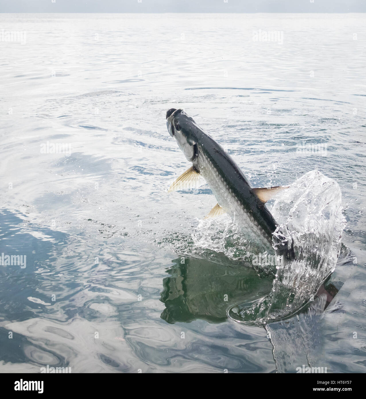 El Tarpon peces saltando fuera del agua - Caye Caulker, Belice Foto de stock