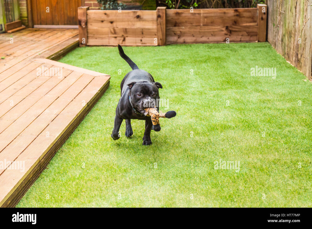 Staffordshire Bull Terrier perro negro corriendo y jugando en el césped artificial de entablado en un patio o jardín residencial. Él tiene un juguete blando tigre en hi Foto de stock