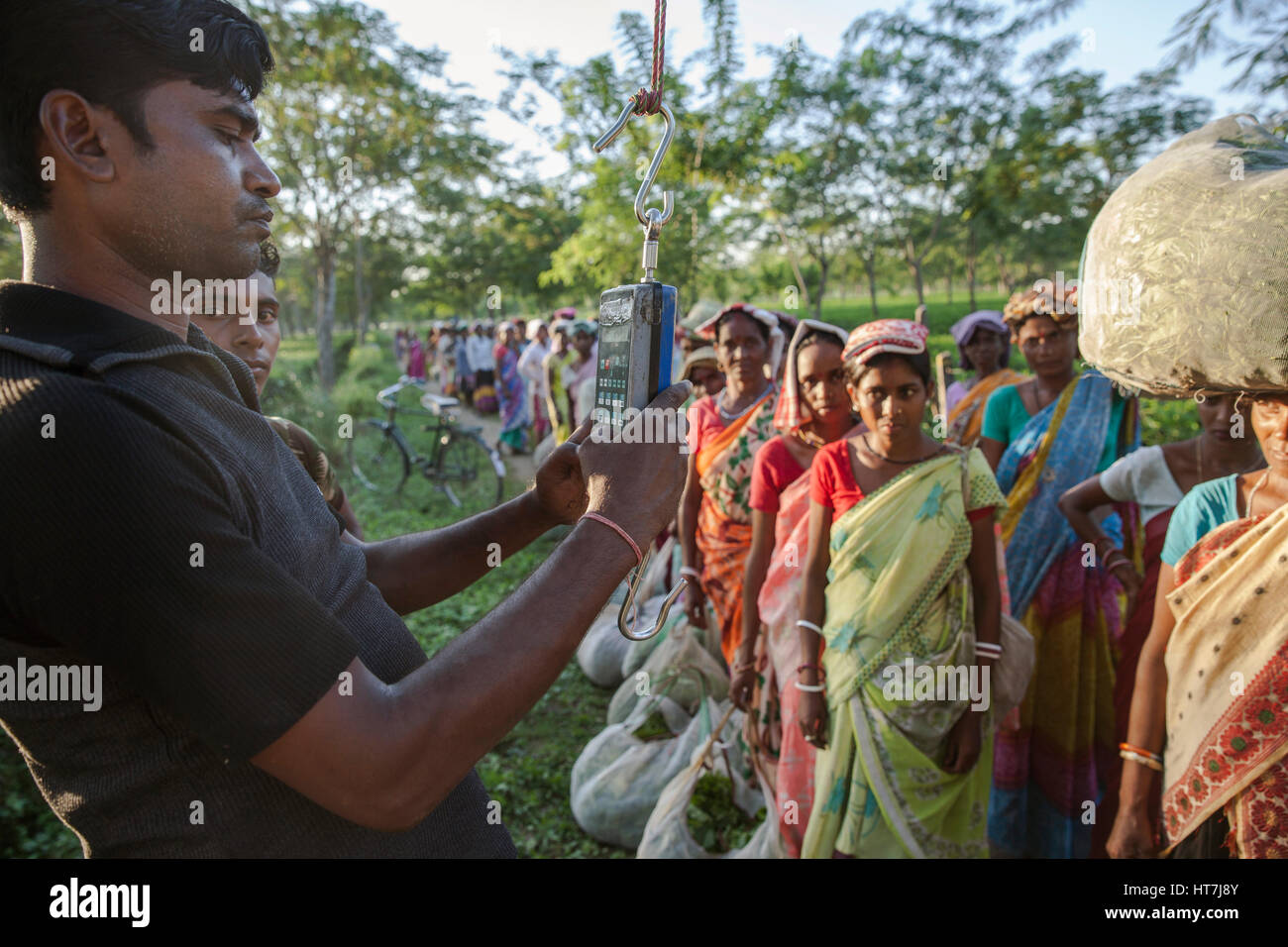 Recolectores se alinean para ponderar su cosecha en Assam, India Foto de stock