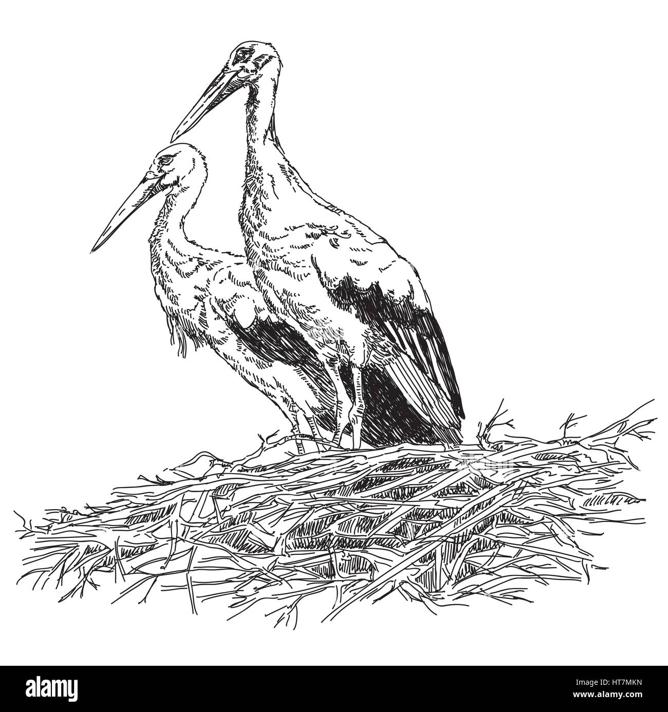 Dibujo a Lápiz cigüeñas pareja en el nido illustratoin vectorial Ilustración del Vector
