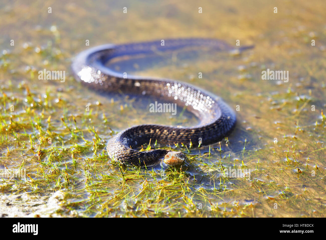 Viper está tomando el sol en la luz del sol en el agua poco profunda Foto de stock
