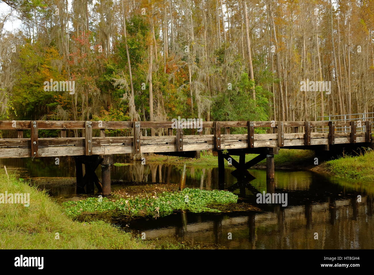 Una pasarela con barandas de madera se refleja en las tranquilas aguas de Shingle Creek. Grupos de vegetación flotante y un medidor de profundidad de agua están por debajo. Foto de stock