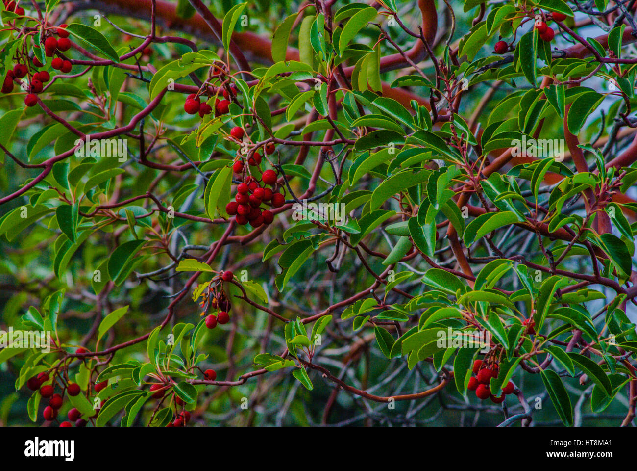 Fruto de sándalo Fotografía de stock - Alamy