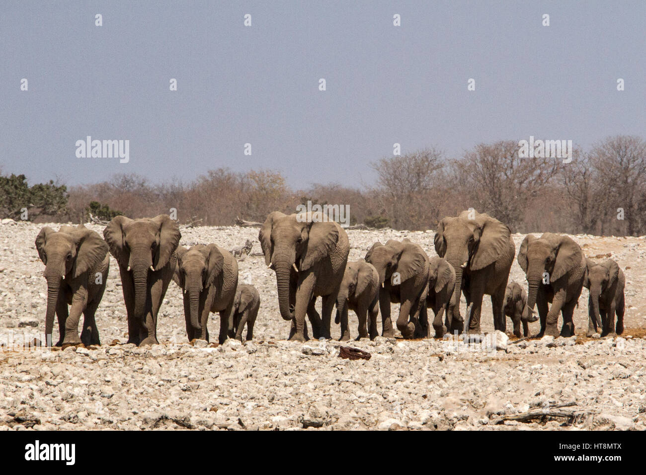 Un rebaño de cría elepants hace su manera a través del reseco paisaje de Namibia hacia un abrevadero. Foto de stock