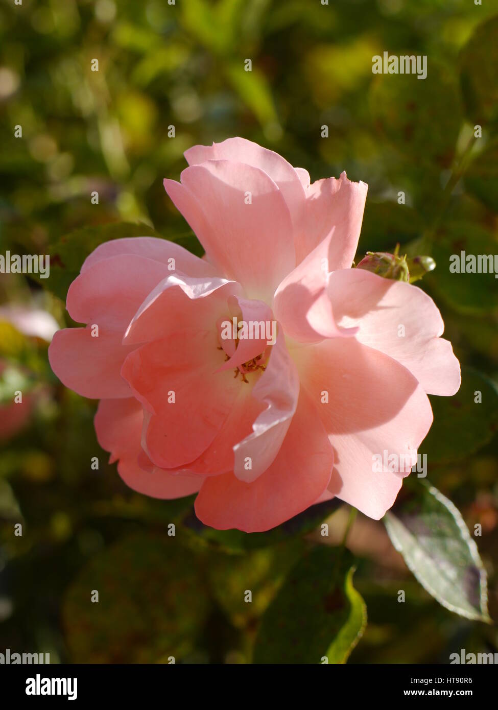 Las rosas del jardín de rosas de san Mateo en California Foto de stock