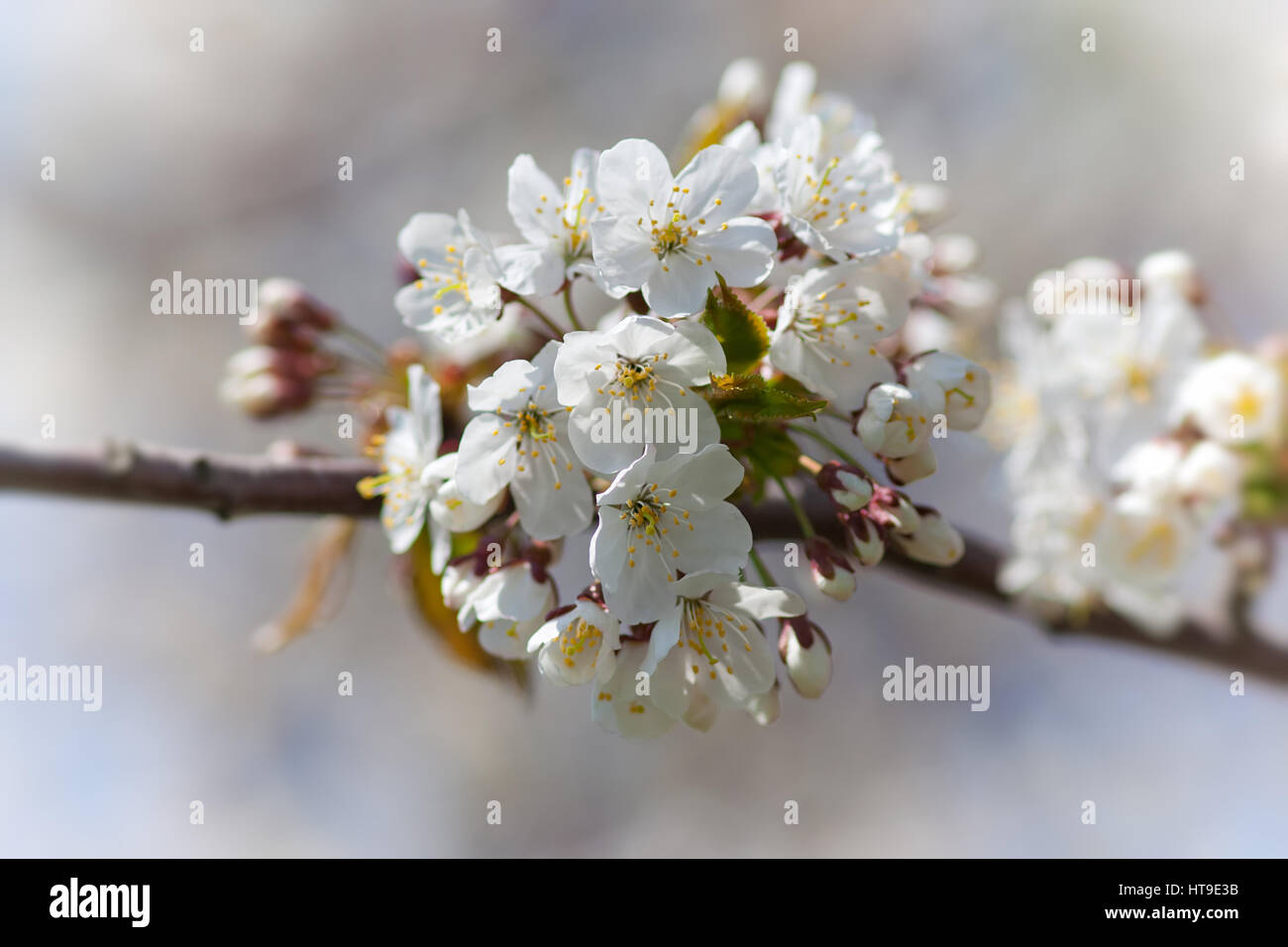 Detalle de los cerezos florecientes Foto de stock
