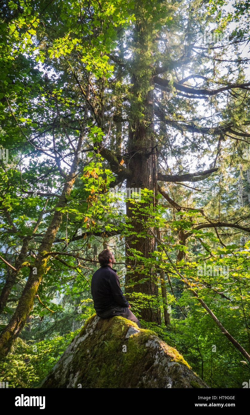 Un hombre sentado en una roca mirando hacia arriba en el dosel del bosque. Cascade Mountains en el estado de Washington, EE.UU.. Foto de stock