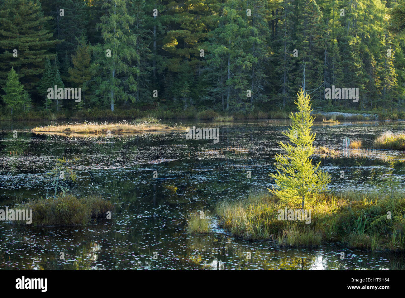Dawn, Wolf Howl Pond, Horizontal, Algonquin Provincial Park, Ontario, Canadá Foto de stock
