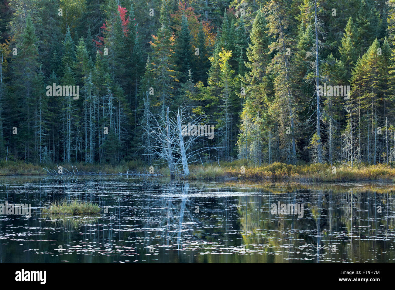 Dawn, Wolf Howl Pond, Algonquin Provincial Park, Ontario, Canadá Foto de stock