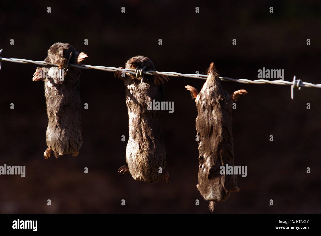 Los topos muertos en la valla de alambre de espino. Bardon Mill, Northumberland Foto de stock