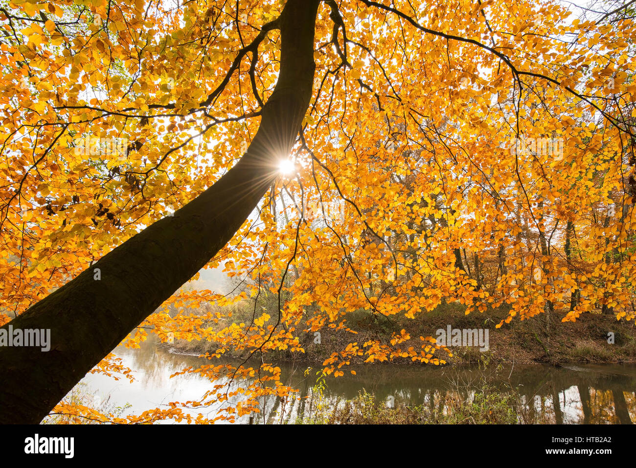 Juego de luz en el follaje de otoño en el Hunte, Lichtspiel im Herbstlaub an der Hunte Foto de stock