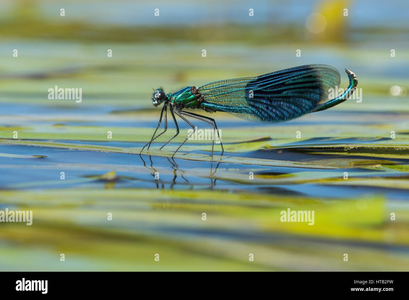 Amenazante esplendor Gebaenderte dragonfly Drohende Gebaenderte Prachtlibelle Foto de stock