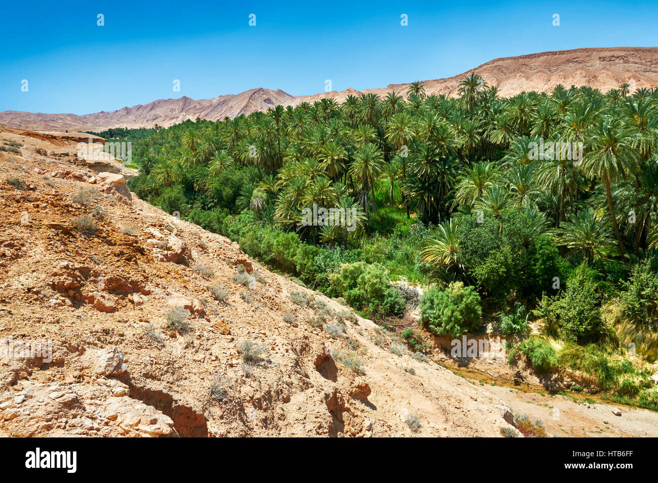 Las palmeras del desierto del Sahara oasis de Mides, Túnez, África del Norte Foto de stock