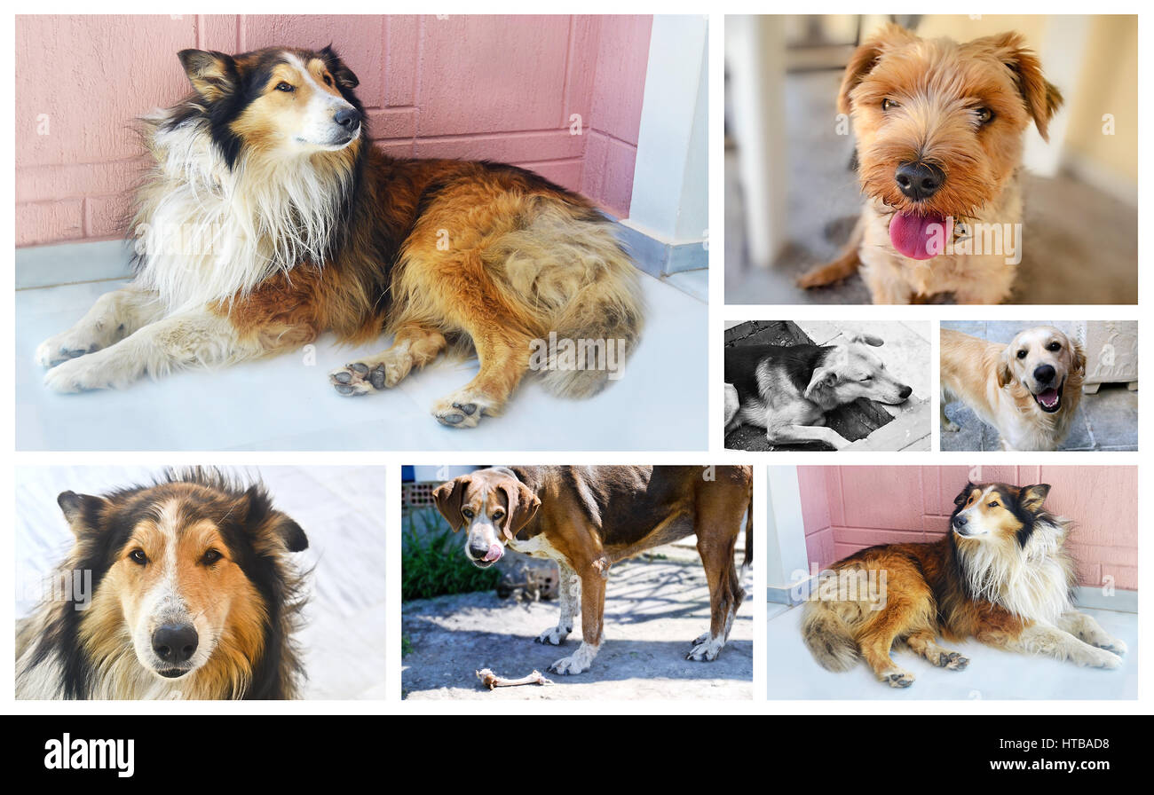 Collage con fotos de perros Foto de stock