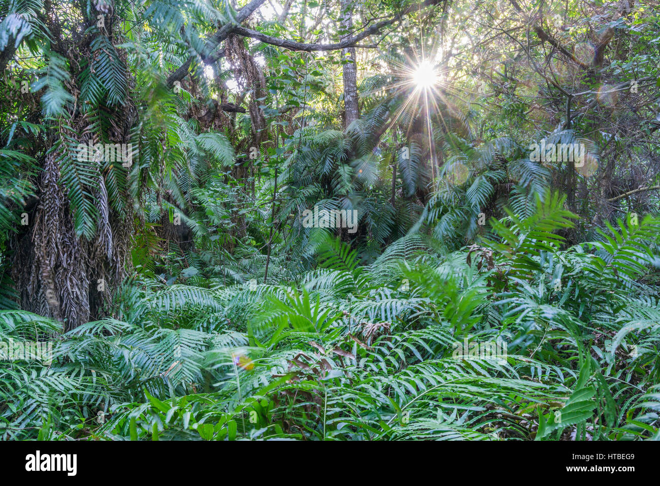 Selva cerca del lago Kuhiange, Kosi Bay Reserva Natural, Parque de Humedales iSimangaliso, KwaZulu-Natal, Sudáfrica Foto de stock