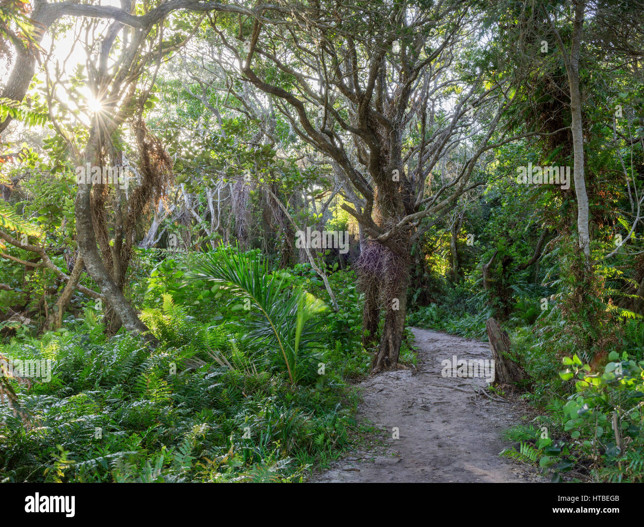 Ruta a través de la selva, cerca de lago Kuhiange, Kosi Bay Reserva Natural, Parque de Humedales iSimangaliso, KwaZulu-Natal, Sudáfrica Foto de stock