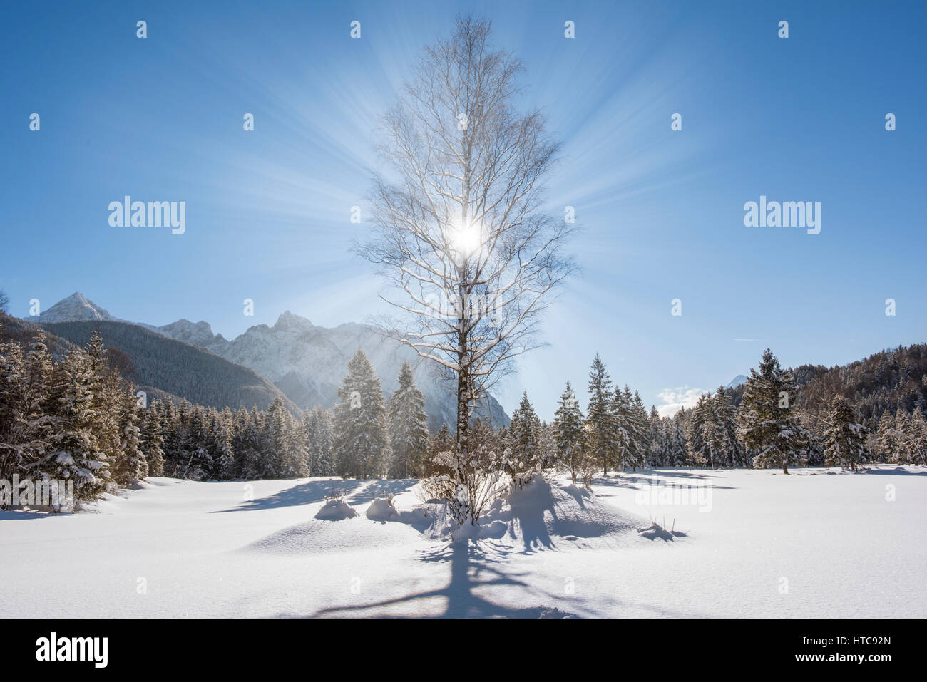 Árbol en invierno con hielo , nieve y el sol en el cielo Foto de stock