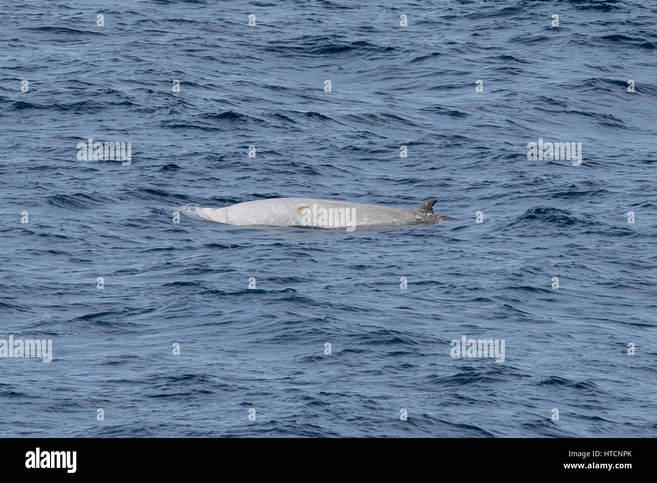 Macho de ballena de Cuvier o edredones de ballena picuda, Ziphius cavirostris, surgen varios cientos de millas de Mauritania, el Norte de África Foto de stock