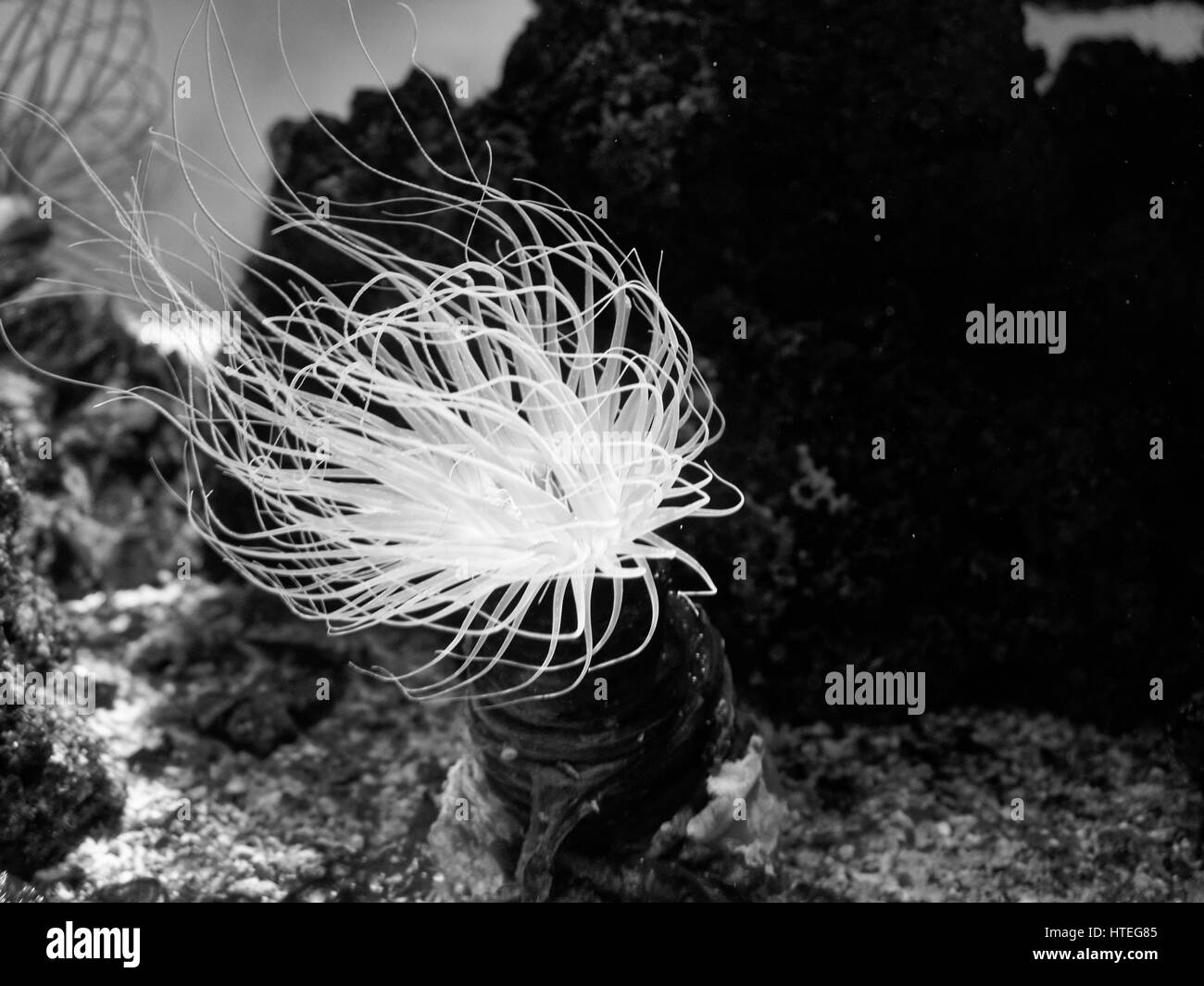 Las anémonas de mar, el acuario de Mónaco, Cerianthus membranaceus Foto de stock