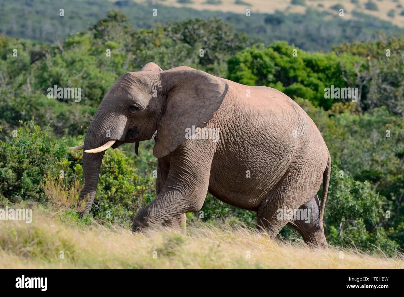 Bush elefante africano (Loxodonta africana), Bull caminar sobre la hierba seca, el Parque Nacional de Elefantes Addo, Eastern Cape, Sudáfrica Foto de stock