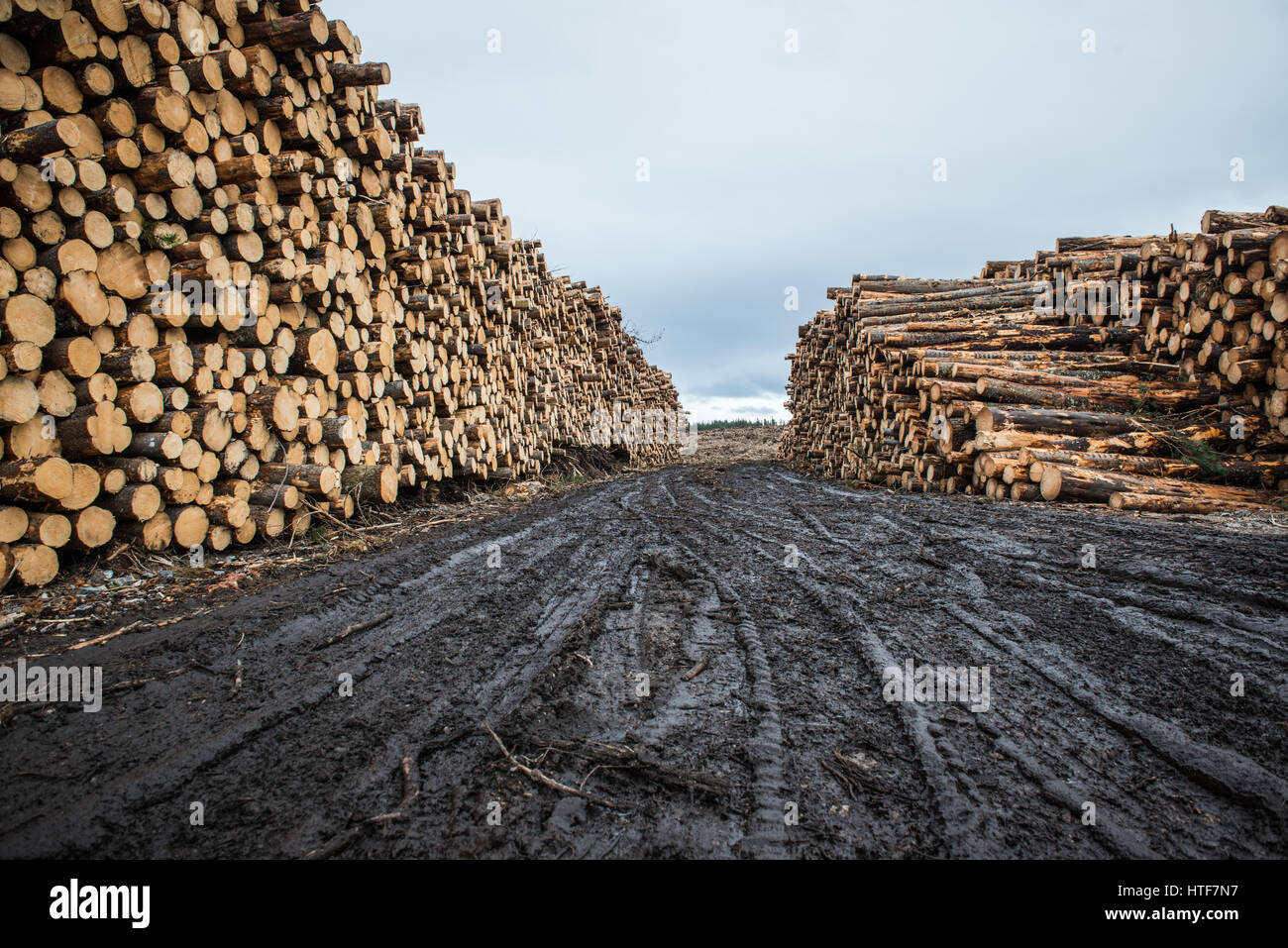 Grandes pilas de madera sentarse al lado de la carretera listo para transportar, a raíz de las operaciones forestales cerca de Inverness, en Escocia. Foto de stock