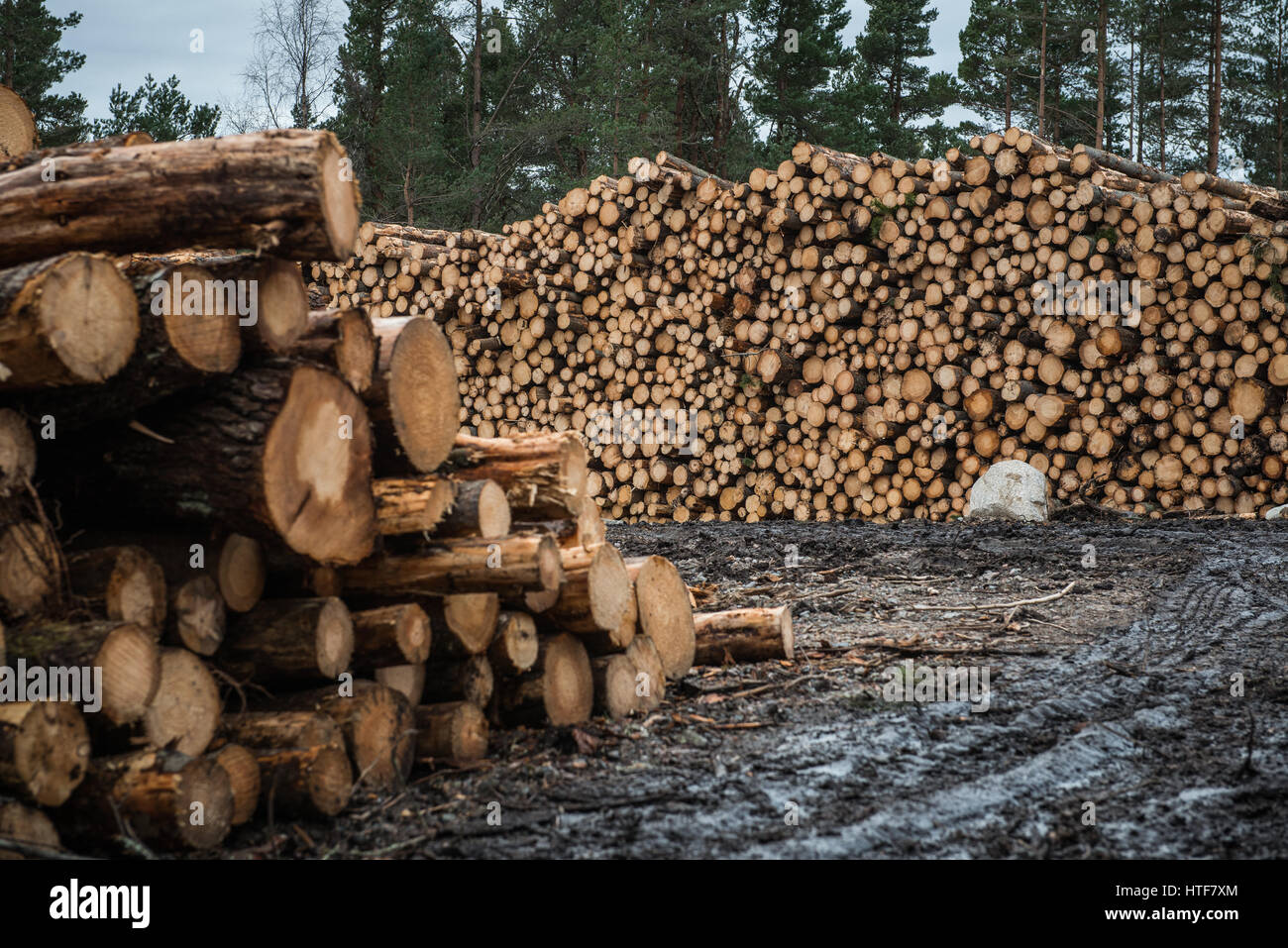 Grandes pilas de madera sentarse al lado de la carretera listo para transportar, a raíz de las operaciones forestales cerca de Inverness, en Escocia. Foto de stock