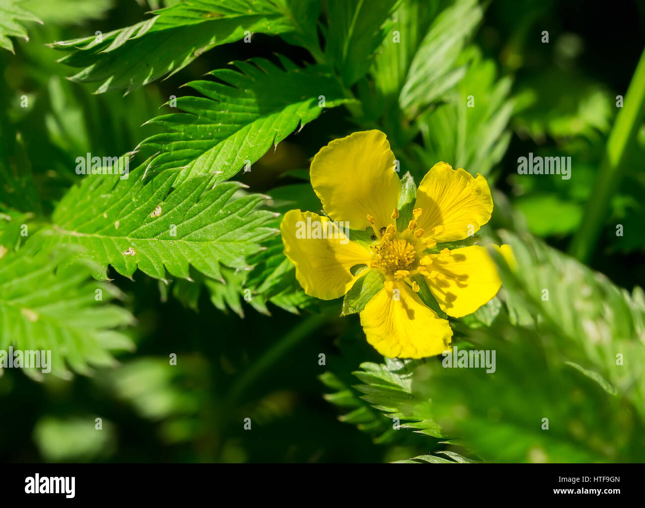 Potentilla anserina Silverweed, hoja y flor amarilla. Foto de stock