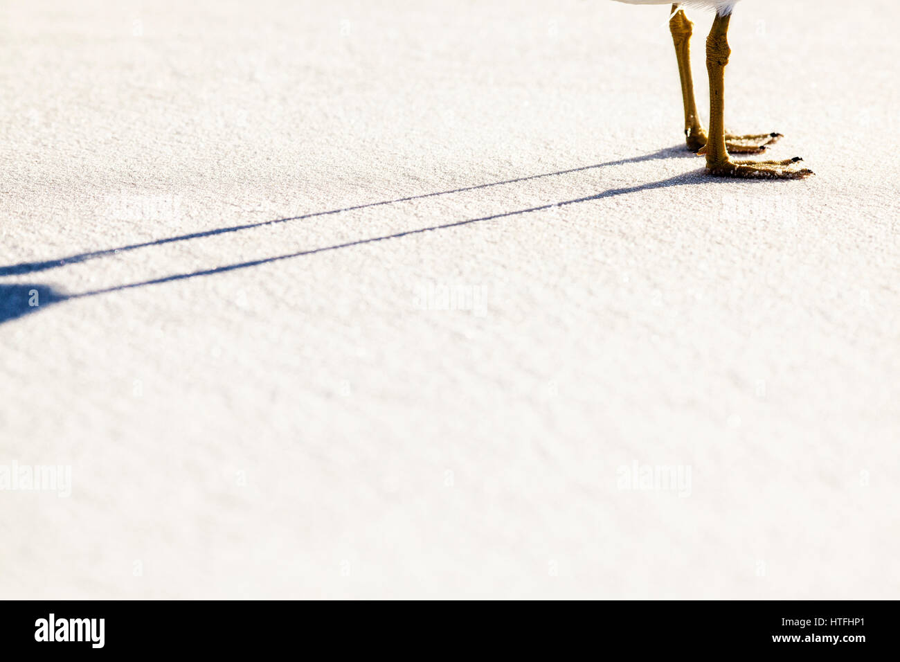 Seagull piernas y larga sombra sobre la suave arena blanca. Foto de stock