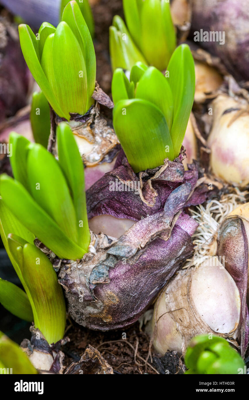 Bulbos de jacinto en ciernes Foto de stock