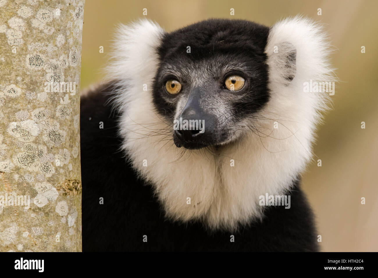 En blanco y negro ruffed lemur (Varecia variegata) vertical. Lemur críticamente amenazadas, endémicas de la isla de Madagascar Foto de stock
