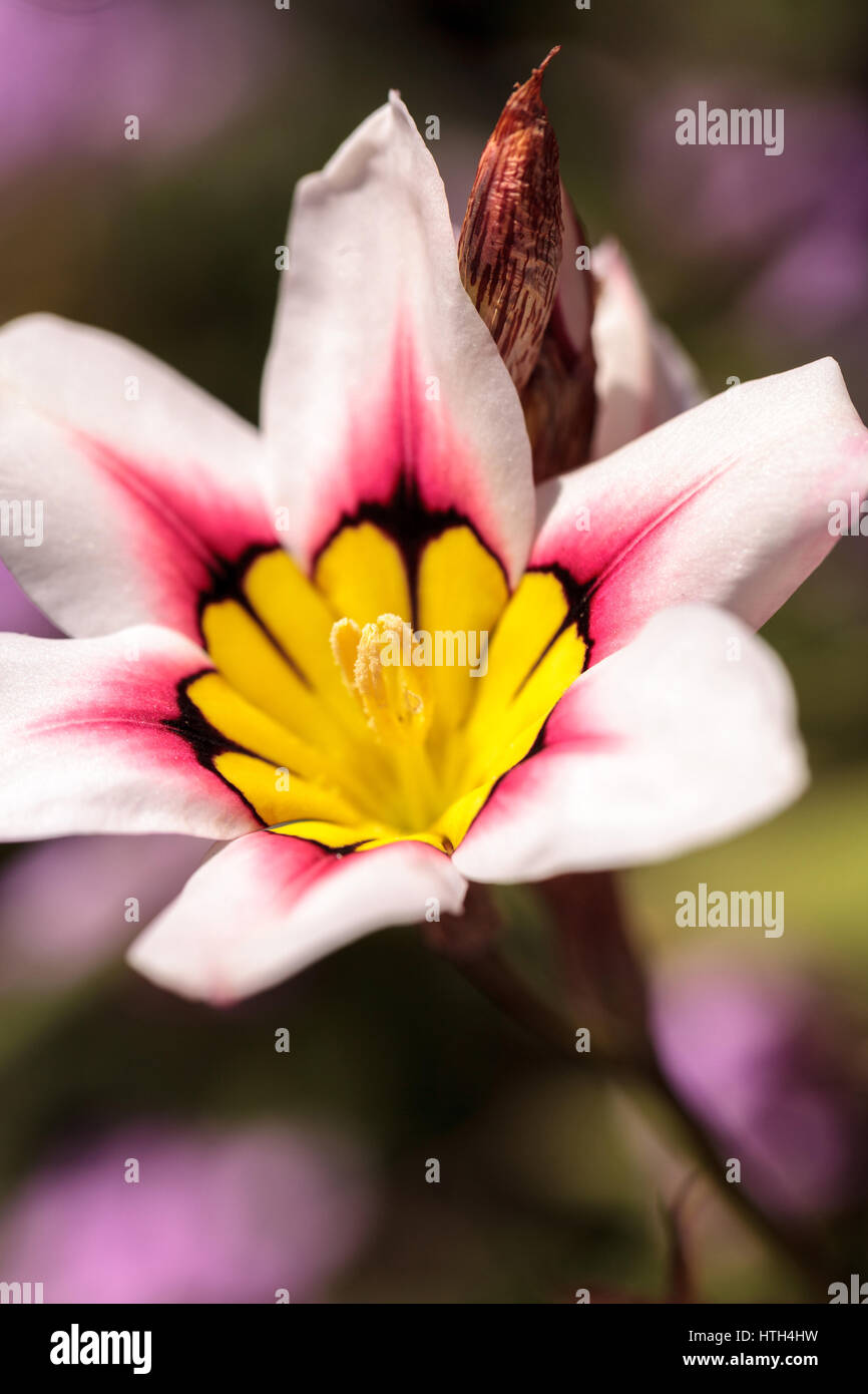 Mariposa lily flor florece en un jardín botánico en primavera Foto de stock