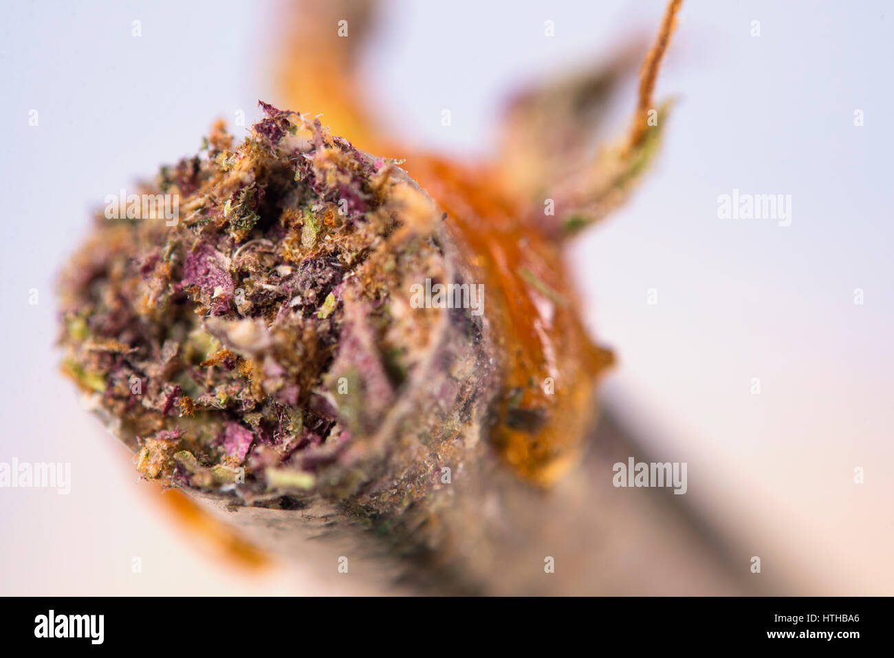 Detalle Macro De Cannabis Conjunta Con Morado Y Verde De Las Cepas Y Un Poco De Aceite En La Punta Concepto De Marihuana Medicinal Fotografia De Stock Alamy Detalle Macro De Cannabis Conjunta Con Morado Y Verde De Las Cepas Y Un Poco De Aceite En La Punta Concepto De Marihuana Medicinal Fotografia De Stock Alamy
