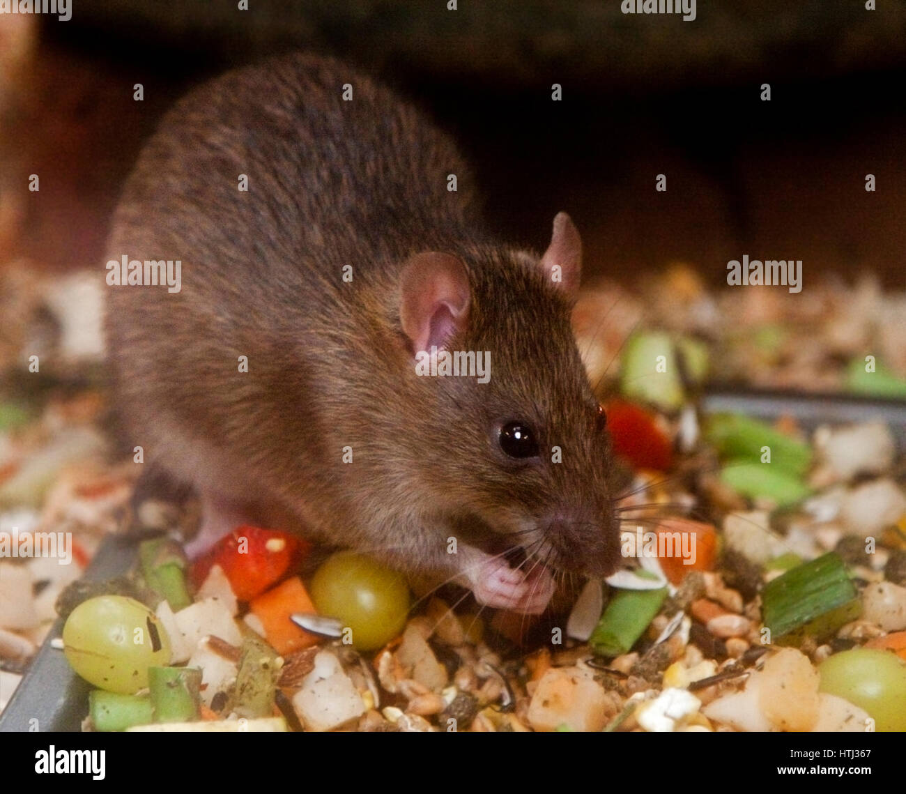 Noruega Rata marrón (Rattus norvegicus) la alimentación Fotografía de stock  - Alamy