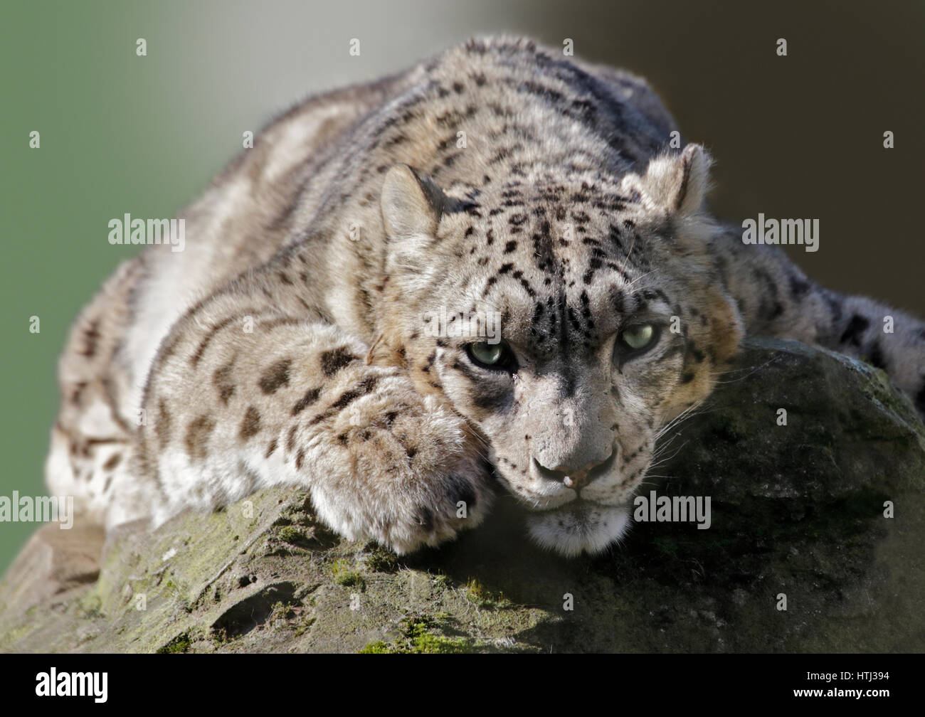 Snow Leopard (uncial uncial) Foto de stock