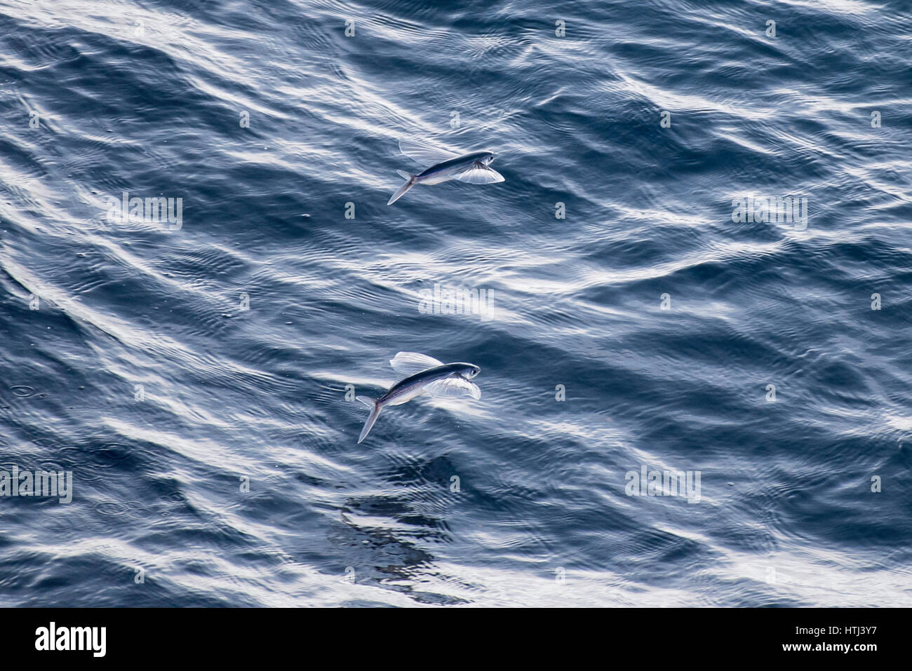 La escuela, shoal o grupo de peces voladores, en el aire, fuera de Mauritania, el Norte de África, Océano Atlántico Norte Foto de stock