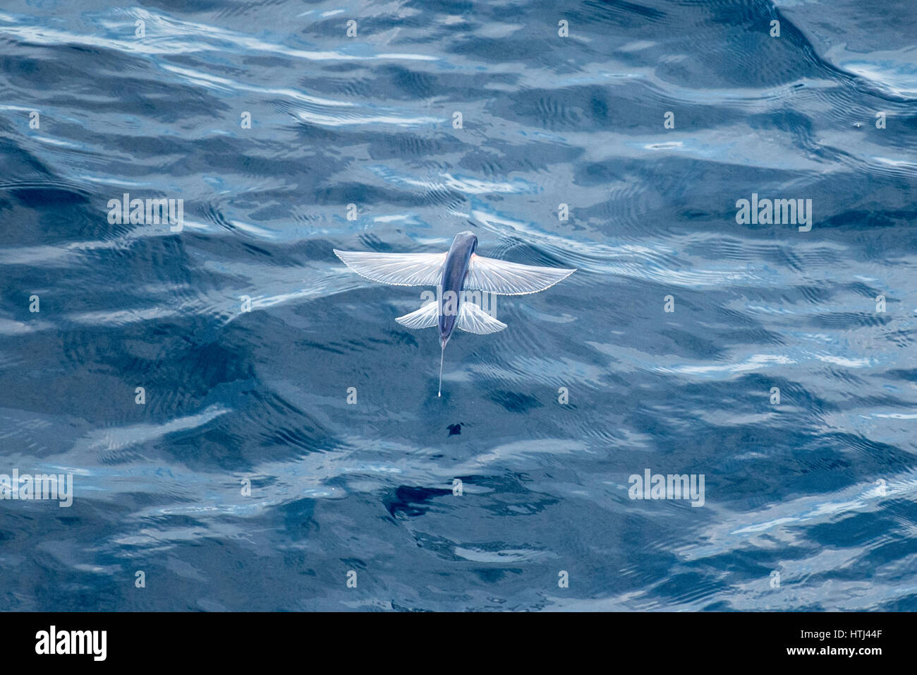 Especies de peces voladores en medio del aire, varios cientos de millas de Mauritania, el Norte de África, Océano Atlántico Norte Foto de stock