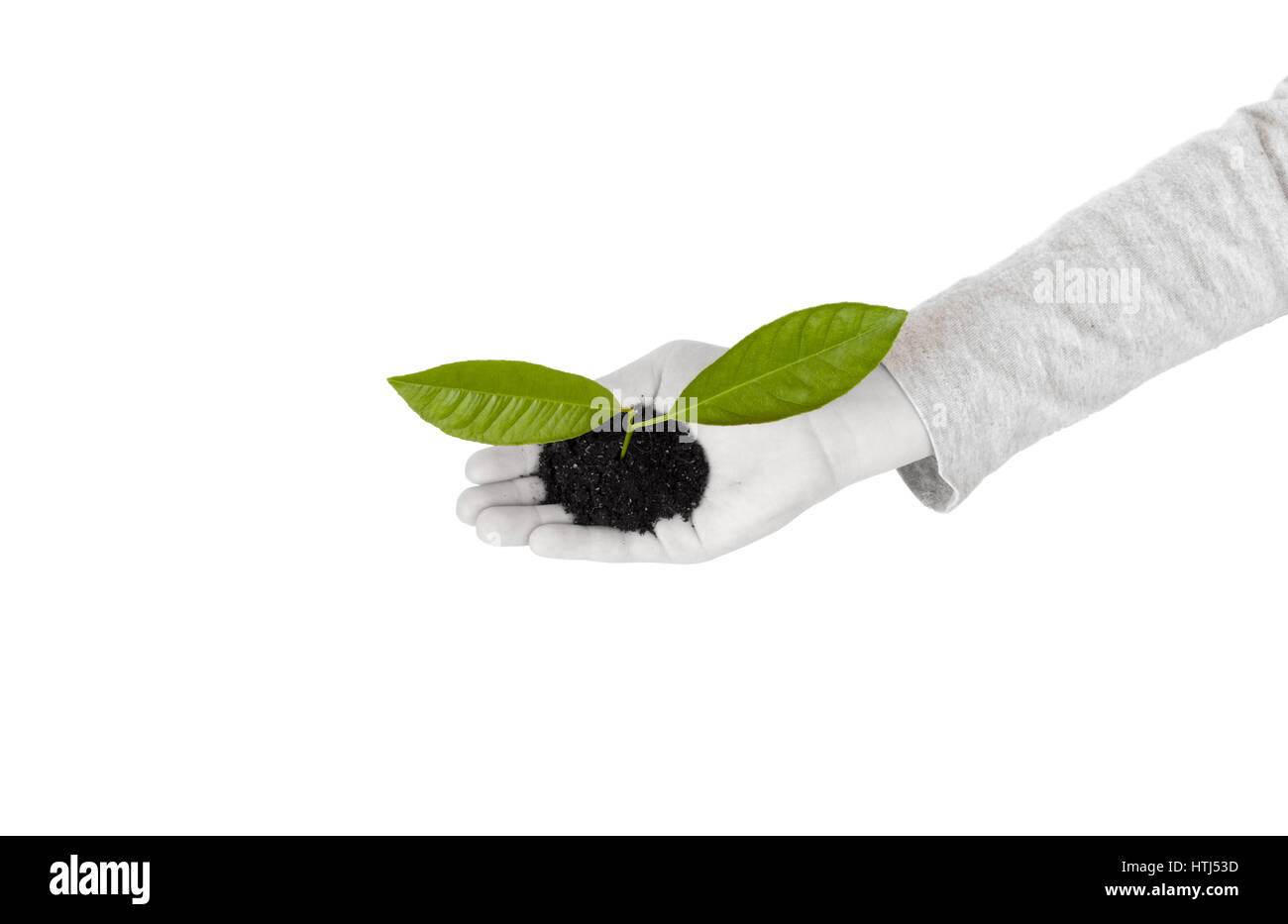 La mano del niño con la planta verde aislado sobre fondo blanco. Vista desde arriba. Blanco y negro Foto de stock
