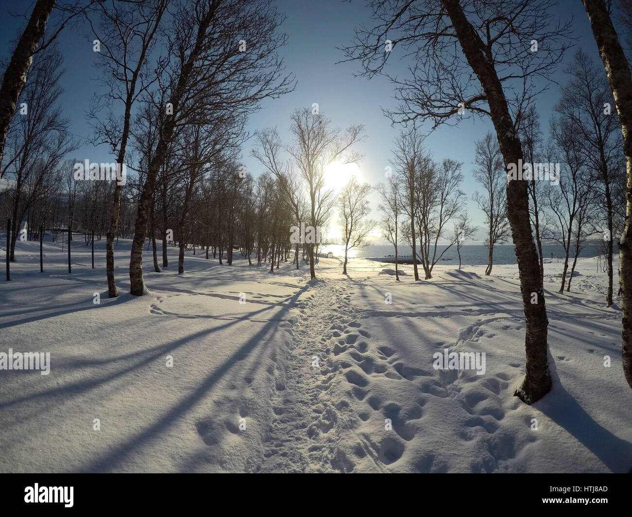 Vibrant blue sky y soleado invierno con nieve Birch Tree Forest Foto de stock