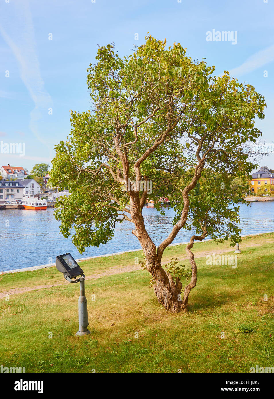 Retorcido tronco de árbol y spotlight, Suecia, Escandinavia Foto de stock